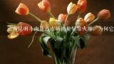 春天批花为什么那么便宜,云南昆明玫瑰花价是多少？