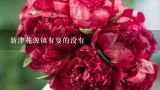 新津花源镇有耍的没有,有谁知道新津县鲜花店的电话，想送花找不到地方？