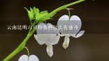 云南昆明六月份有些什么花盛开,丽江的文海6月末有花看吗?文海离丽江古城有多远有没有班车搭？