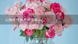 云南玫瑰在世界排第几,斗南花卉去年云南鲜切花产量超过多少亿枝