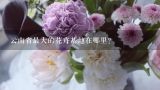 云南省最大的花卉基地在哪里？斗南花市在昆明哪个区