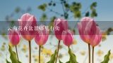云南花卉盆景哪里有卖,在云南做花卉绿植批发的地方在哪里呢？