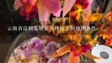 云南省昆明发展花卉种植业的地理条件,云南鲜花种类繁多的自然原因