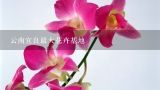 云南宜良最大花卉基地,云南哪里种植的鲜花最多?