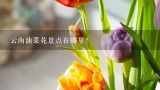 云南油菜花景点在哪里？从云南运鲜花到上海最好用什么交通工具？