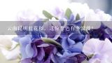 云南昆明蓝花楹，这份春色有多浪漫？云南人为什么爱吃花，哪些花是可以吃的？