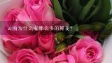 云南为何能成为中国的鲜花大省？中国最大的鲜花市场，哪来这么多的鲜花？