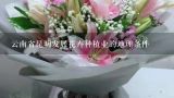 云南省昆明发展花卉种植业的地理条件,云南为什么有那么多的鲜花？