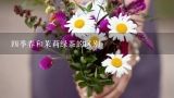 四季春和茉莉绿茶的区别,杭州有什么礼物买？