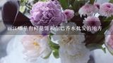 丽江哪里有鲜花饼和东巴香水批发的地方,丽江特产玫瑰芙蓉，鲜花饼，牦牛肉，送花去丽江哪里