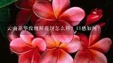 云南的三宝鲜花饼怎么样？在云南如何识别鲜花是当天采摘的？