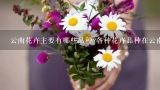 云南花卉主要有哪些品种?各种花卉品种在云南花卉产,云南特色花卉有哪些