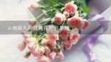 云南最大的玫瑰花种植基地,昆明冻干玫瑰厂家地址