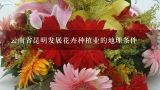 云南省昆明发展花卉种植业的地理条件,云南省昆明附近重点发展花卉种植业的地理条件是什么？