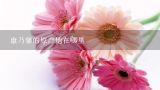 康乃馨的原产地在哪里,云南花卉主要有哪些品种?各种花卉品种在云南花卉产