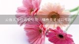 云南人为什么爱吃花，哪些花是可以吃的？云南鲜花饼：用鲜花制成的美味