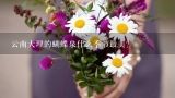 云南大理的蝴蝶泉什么季节最美？云南最美的地方是哪里？最美的花是什么？