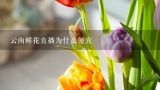 云南鲜花直播为什么便宜,昆明大理丽江一月中旬有卖鲜花和干花的吗