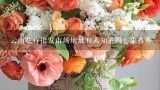 云南花卉批发市场地址有人知道吗？求推荐一个好的批,云南省最大的花卉基地在哪里？