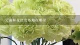 云南鲜花批发基地在哪里,云南省最大的花卉基地在哪里