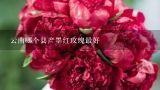 云南哪个县产墨红玫瑰最好,云南鲜花批发基地在哪里