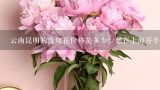 云南昆明的玫瑰花价格是多少？想在上海开个花店，从,云南的鲜花究竟有多便宜