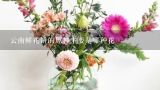 云南鲜花饼的原料主要是哪种花,图片分享-玫瑰花