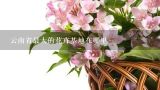 云南省最大的花卉基地在哪里,最大的花卉基地在什么地方？