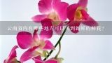 云南省内有哪些地方可以买到新鲜的鲜花？