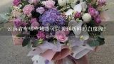 云南省有哪些城市可以买到新鲜的白玫瑰？
