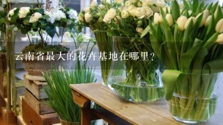 云南省最大的花卉基地在哪里？