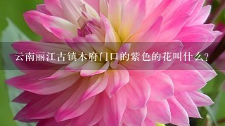 云南丽江古镇木府门口的紫色的花叫什么？