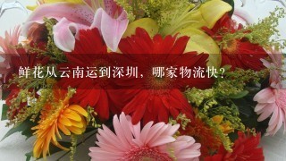 鲜花从云南运到深圳，哪家物流快？