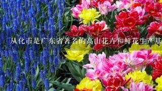 从化市是广东省著名的高山花卉和鲜花生产基地，当地发展花卉产业的有...