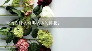 云南为什么有那么多的鲜花？
