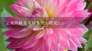 云南的鲜花市场是什么情况？