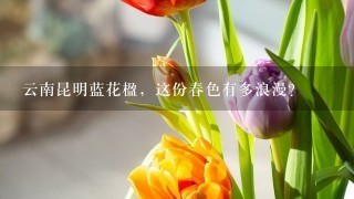 云南昆明蓝花楹，这份春色有多浪漫？