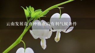 云南发展花卉种植业的有利气候条件