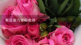 紫边康乃馨的花语