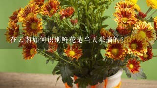 在云南如何识别鲜花是当天采摘的？