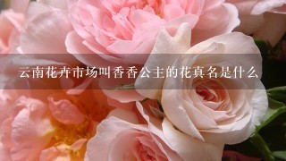 云南花卉市场叫香香公主的花真名是什么