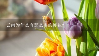 云南为什么有那么多的鲜花？