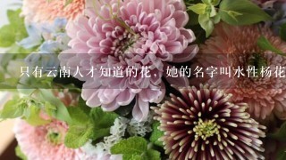 只有云南人才知道的花，她的名字叫水性杨花，在丽江