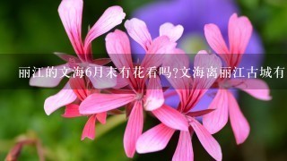丽江的文海6月末有花看吗?文海离丽江古城有多远有没有班车搭？