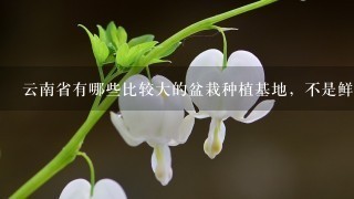 云南省有哪些比较大的盆栽种植基地，不是鲜花，最好能知道详细一点的地址？
