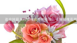 逛中国最大的玫瑰花种植基地，了解玫瑰花周边产品