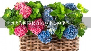 云南成为国际花卉交易中心的原因？