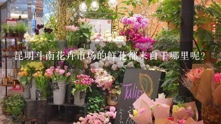 昆明斗南花卉市场的鲜花都来自于哪里呢？