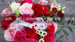 如图，来自云南的一种花可以炒来吃，请问是什么花呢？