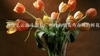 为什么云南斗南和广州岭南的花卉市场的鲜花交易要在